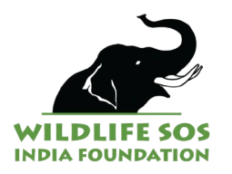 Visit & Volunteer with Wildlife SOS